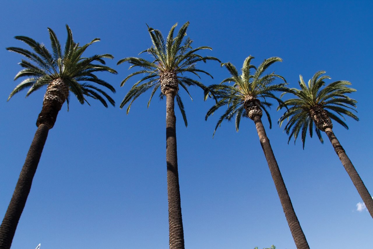 Anaheim Palm Tre